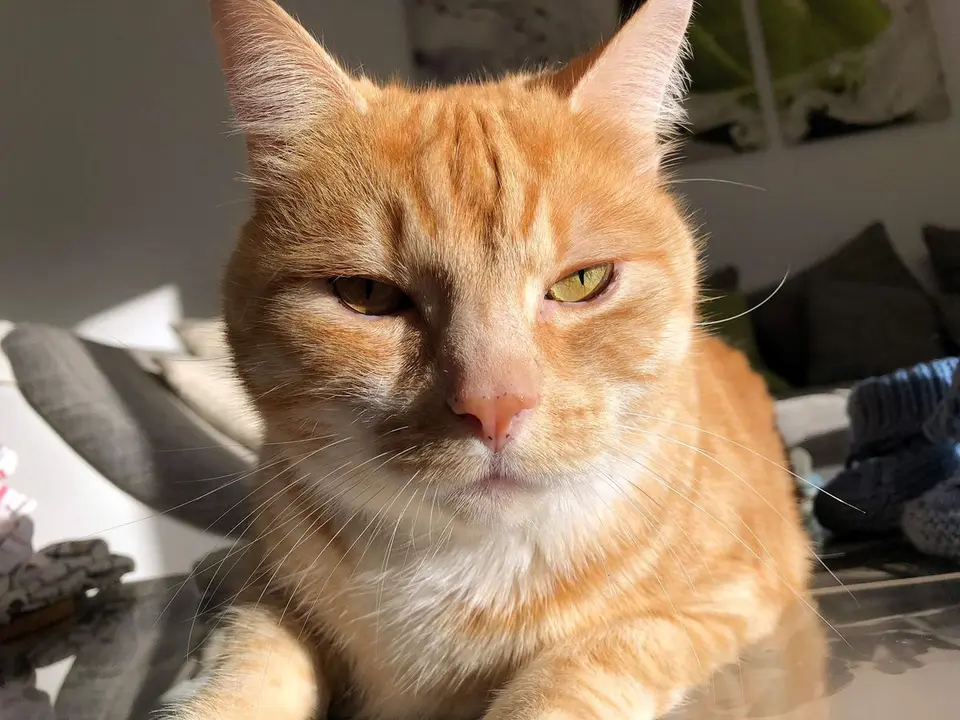 Baldrian & Katzenminze - Ein natürlicher Vollrausch für Katzen