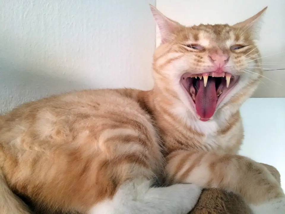Zahnstein bei Katzen - Was kannst Du tun?