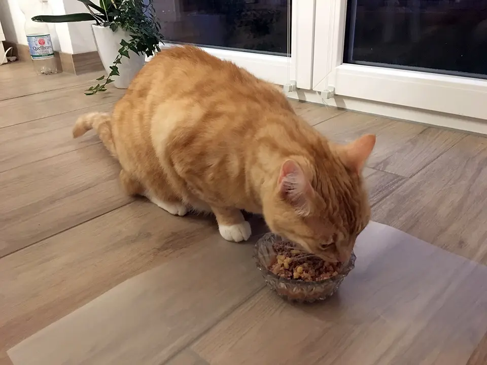 Gesundes Katzenfutter von Pets Deli - Unsere Erfahrungen im Test