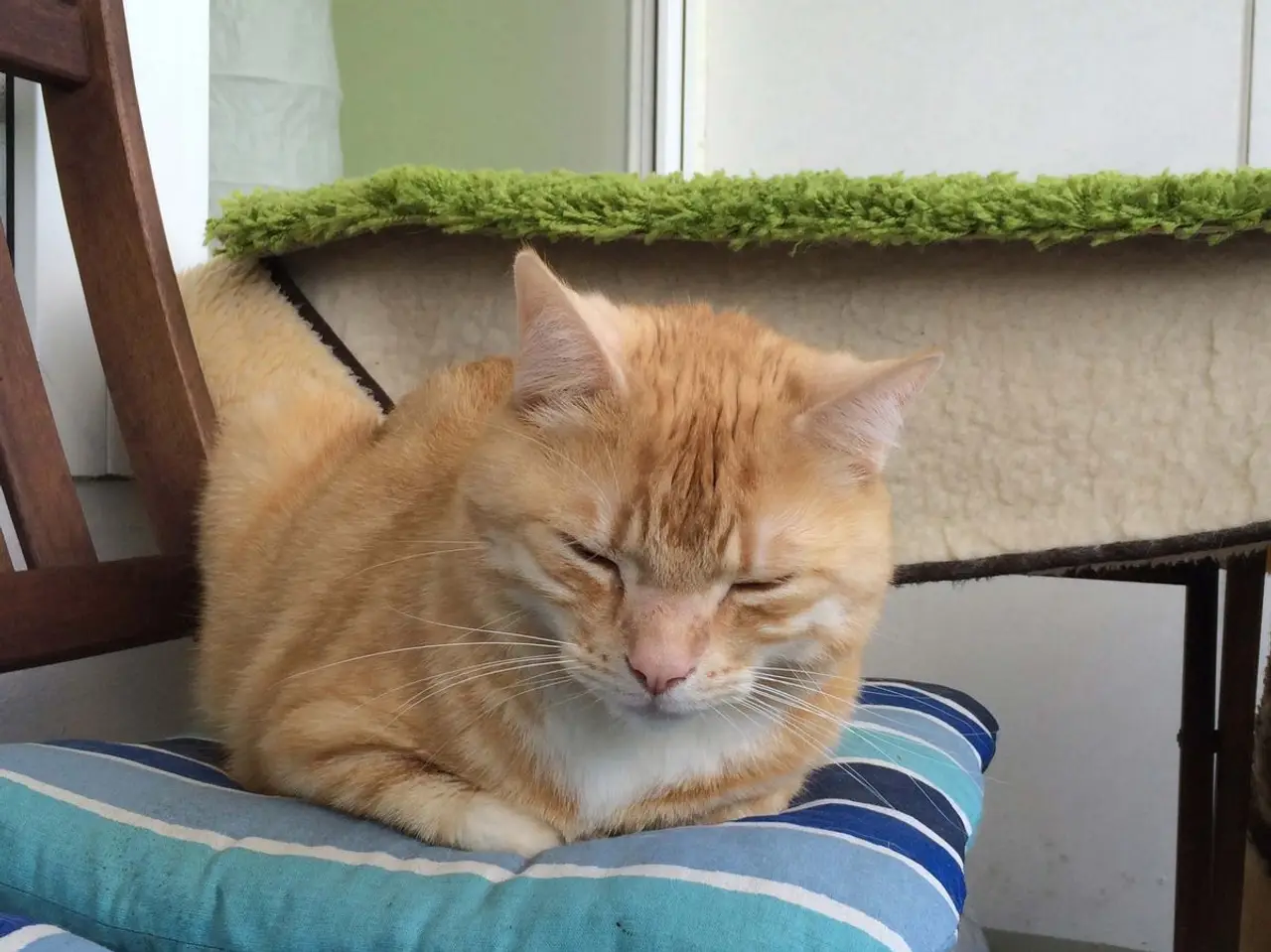 Warum Flöhe Katzen so gerne mögen - Was hilft dagegen?