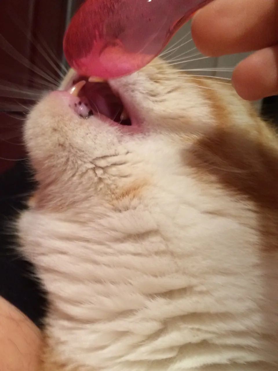 Homöopathie für Katzen - Wie gebe ich meiner Katze die Tabletten?