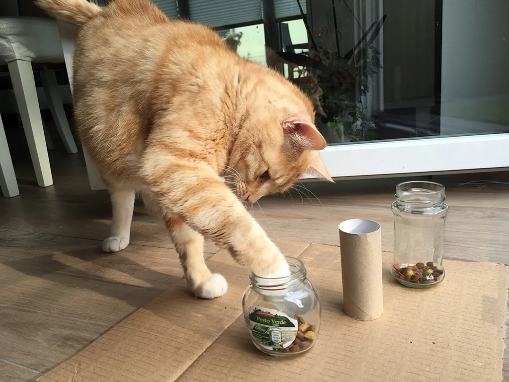Intelligenzspielzeug für Katzen: Clio an seinem selbstgemachten Fummelbrett