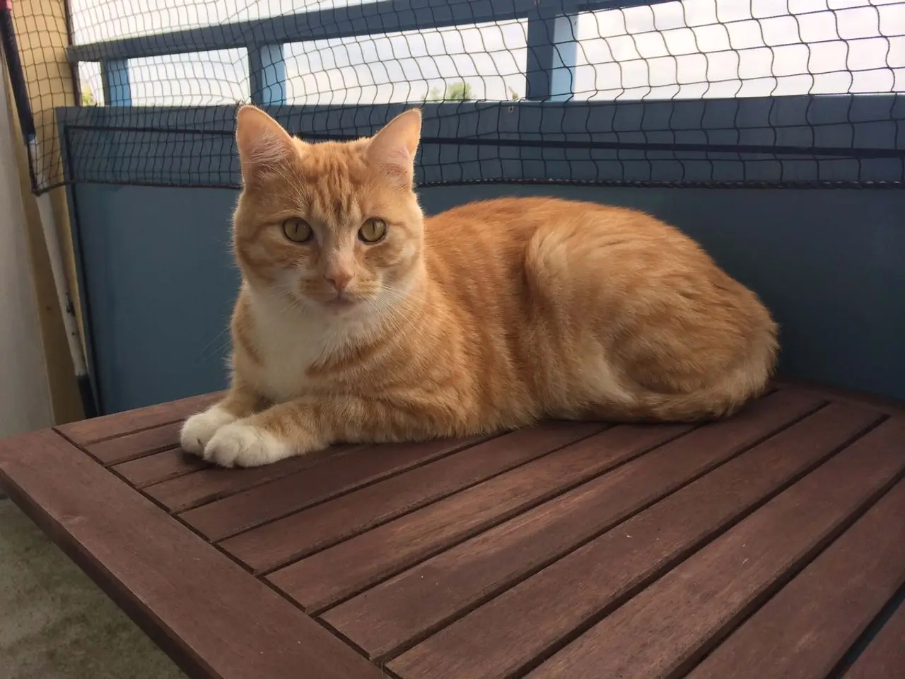 Katze kotzt ständig - Was tun, wenn deine Katze häufig erbricht?