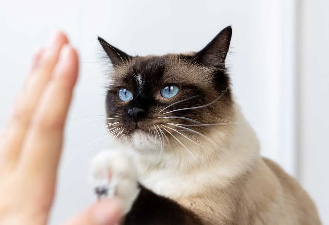 Clicker-Training für Katzen - Katzentraining mit Target-Stick