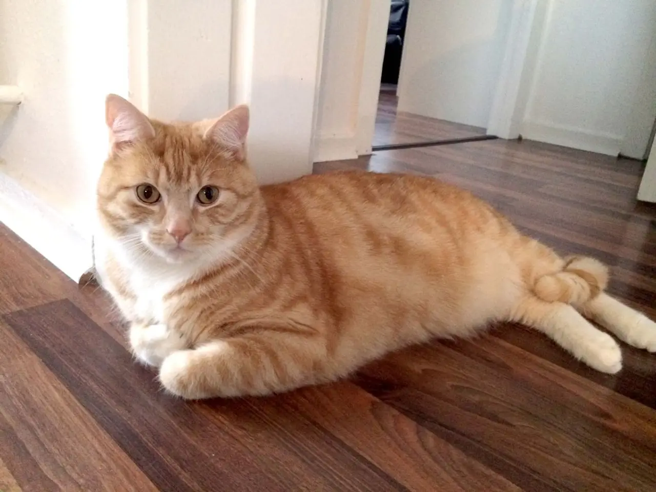 Können Katzen Laminat zerkratzen? Tipps und Tricks