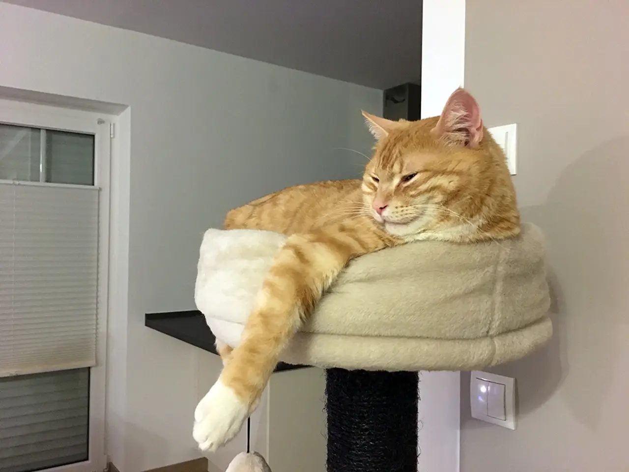 Katzen markieren – Wenn Katzen unsauber werden
