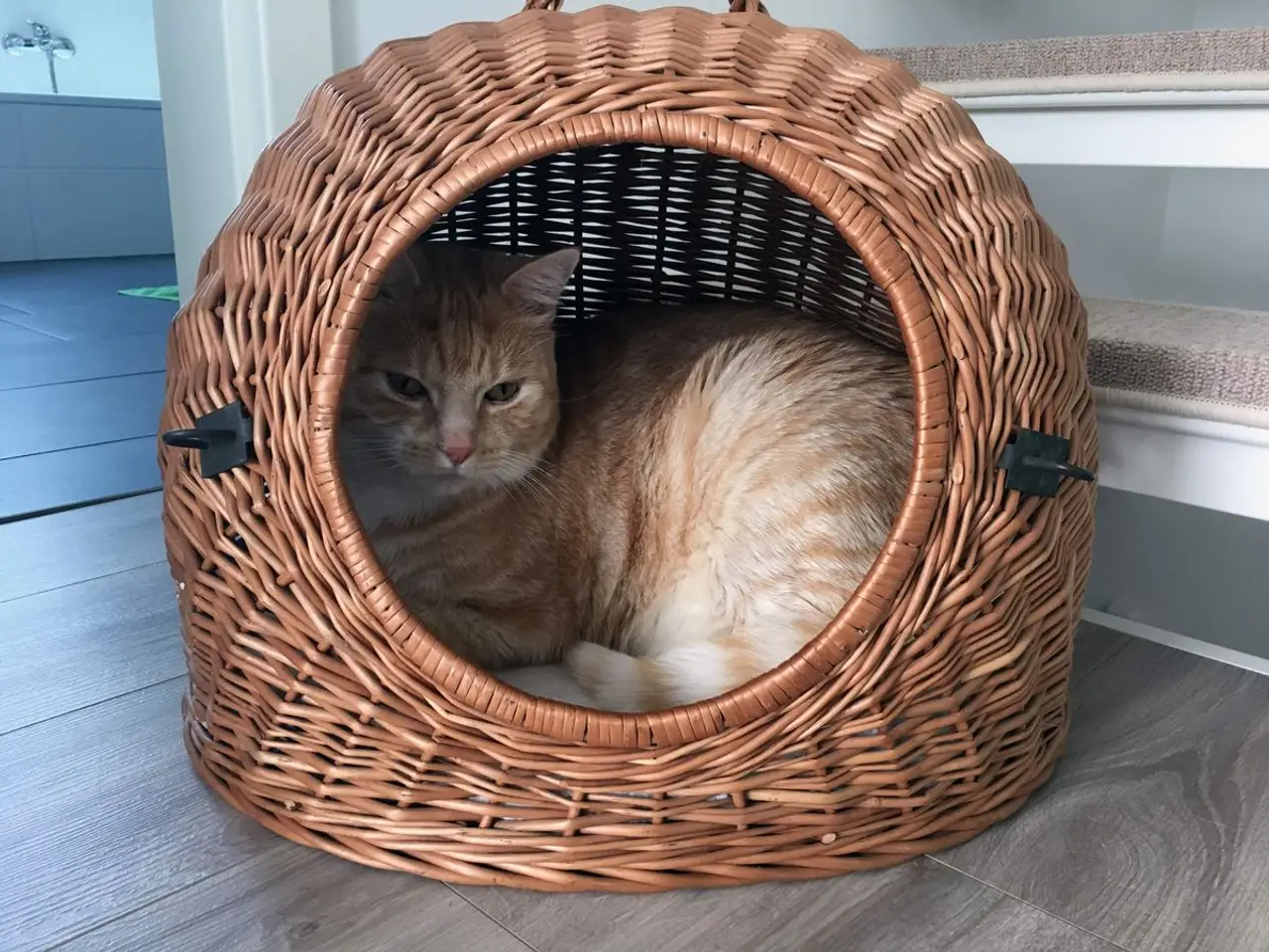 Katzen Transportbox kaufen: Was solltest Du beachten?