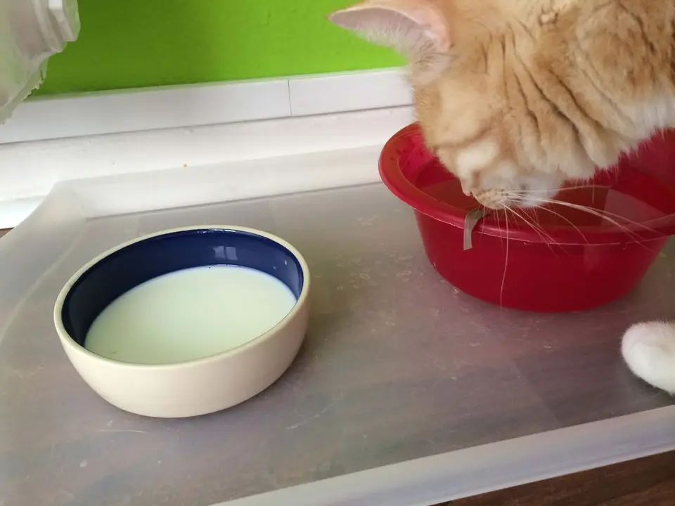 Abkühlung für Katzen - 5 Tipps für heiße Tage