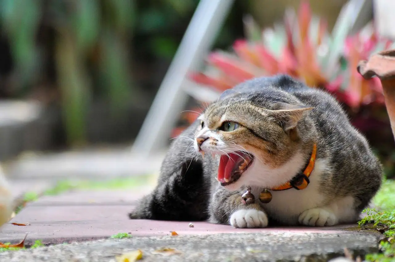 Katzen vertragen sich nicht mehr - Was kann man tun?