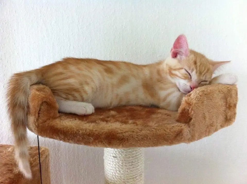 Katzenbabys - Wachstum, Entwicklung & Sozialisierung optimal begleiten