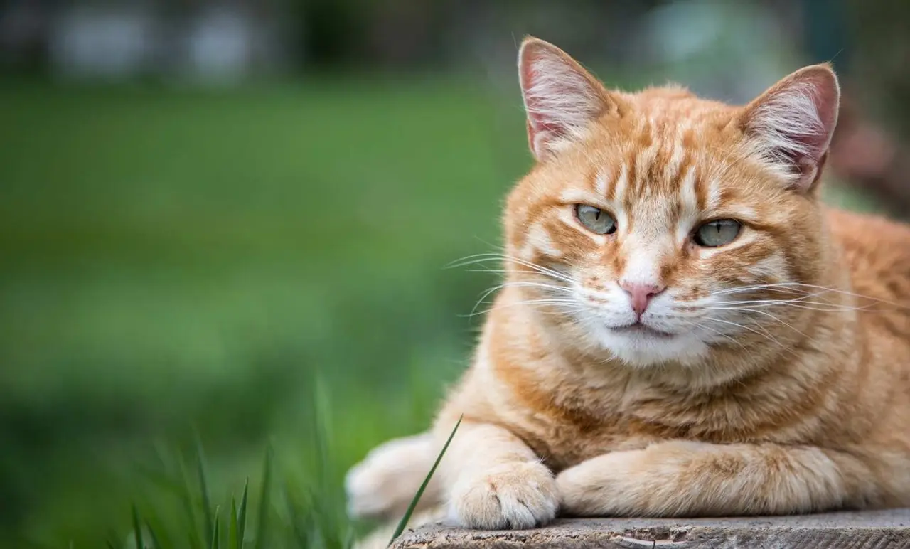 Sind Katzenhaare ein Grund gegen den Kauf einer Katze? Nein!