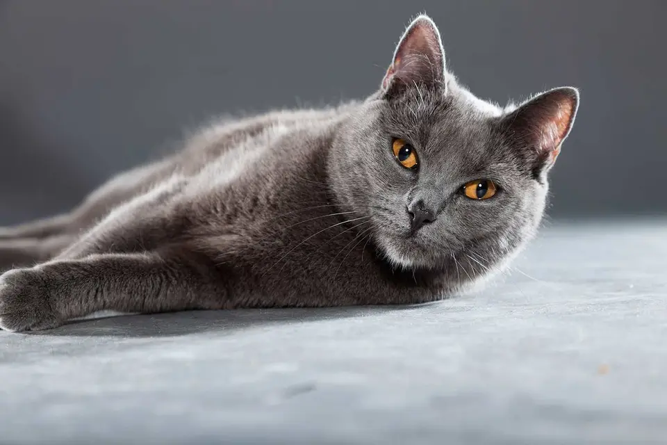 Kartäuser Katzen - Katzenrasse aus Frankreich