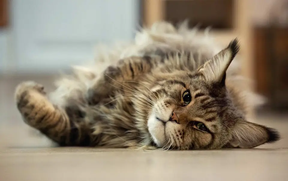 Maine Coon Katze als Wohnungskatze halten?