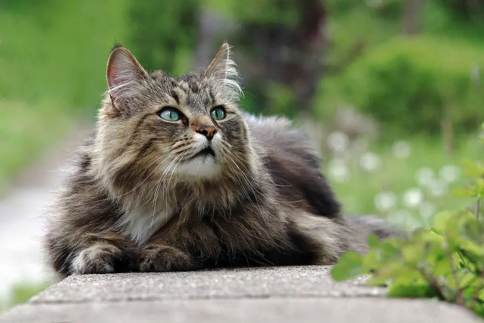Norwegische Waldkatze - Katzenrasse für Allergiker?