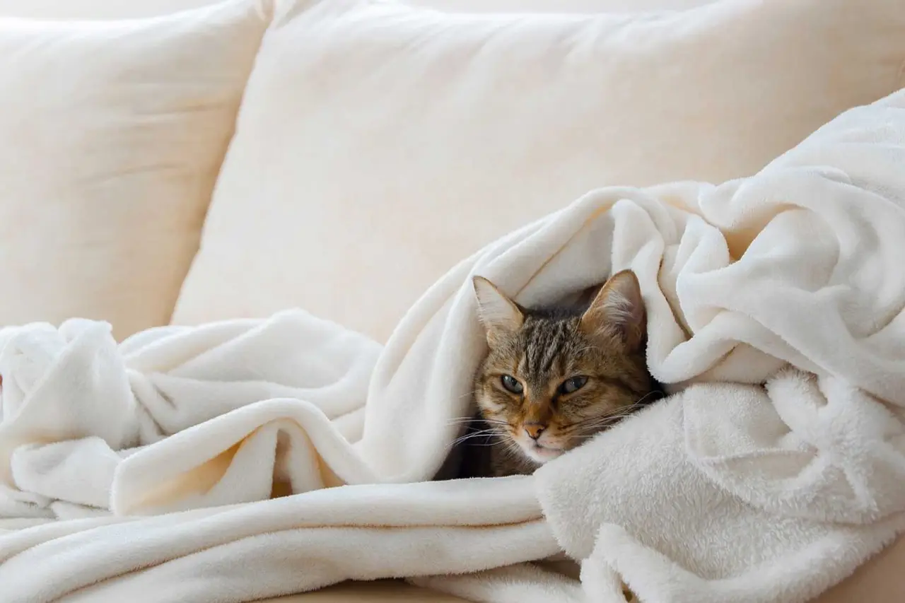Katzenschnupfen - Was hilft bei der Behandlung?