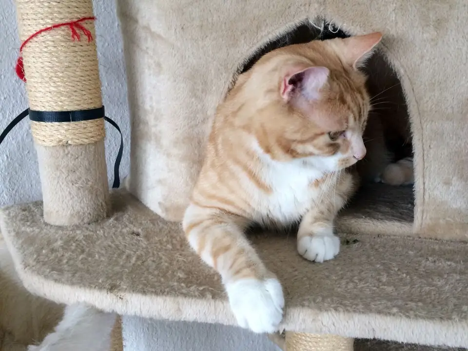 Katzensitter gesucht: Wie findest du den richtigen Betreuer?