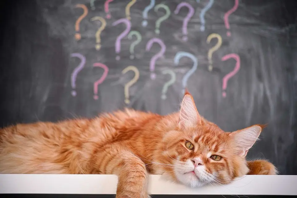 Katzensprache verstehen - Wie kommunizieren Katzen?