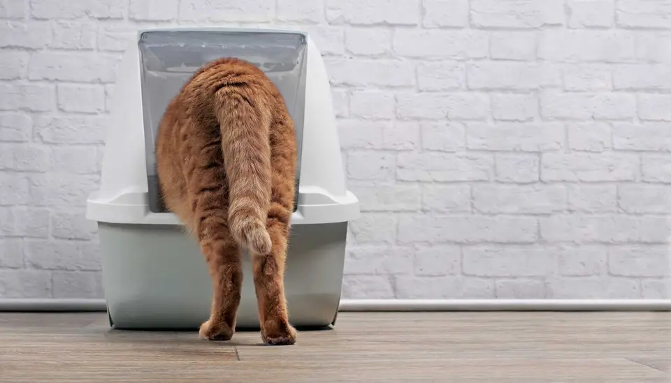 Der Katzenstreu Test & welches Katzenstreu wir verwenden