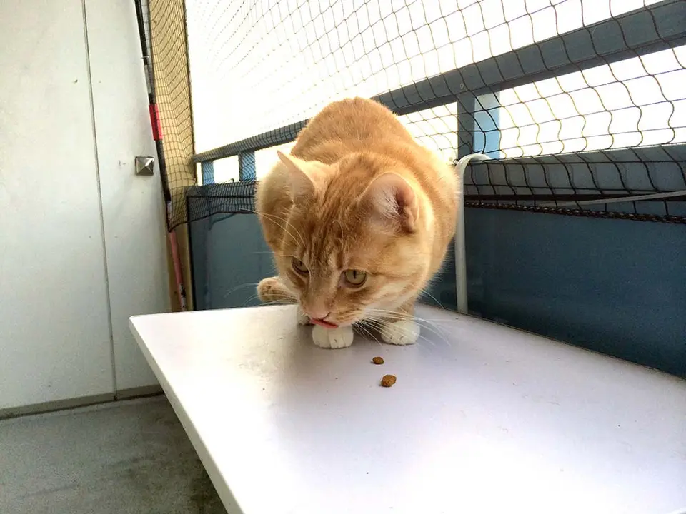 Katzentisch - Ausschließlich ein Tisch für Katzen?