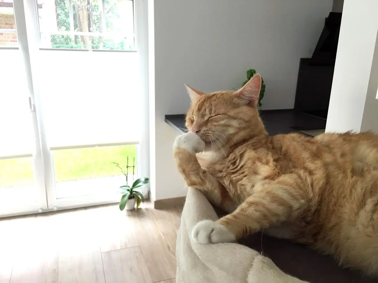 Die Katzenzunge ist ein Phänomen - Was macht sie so besonders?