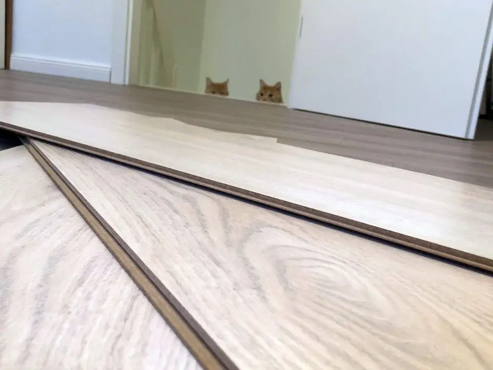 Ist ein Korkfußboden für Katzenbesitzer geeignet?
