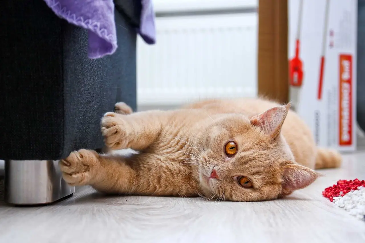 Kratzbrett für Katzen zur Krallenpflege