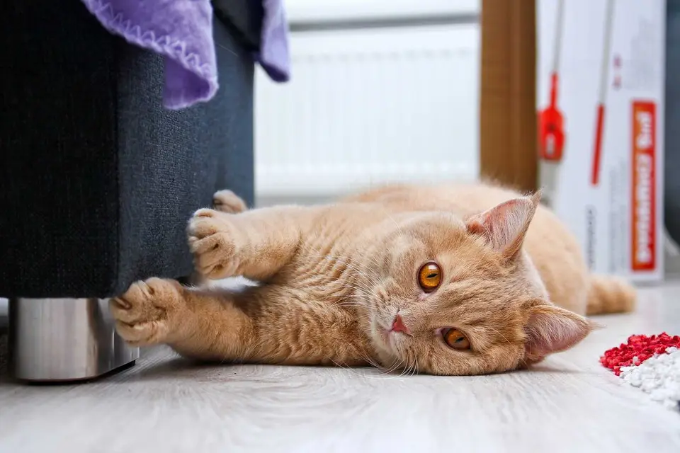 Kratzbrett für Katzen zur Krallenpflege