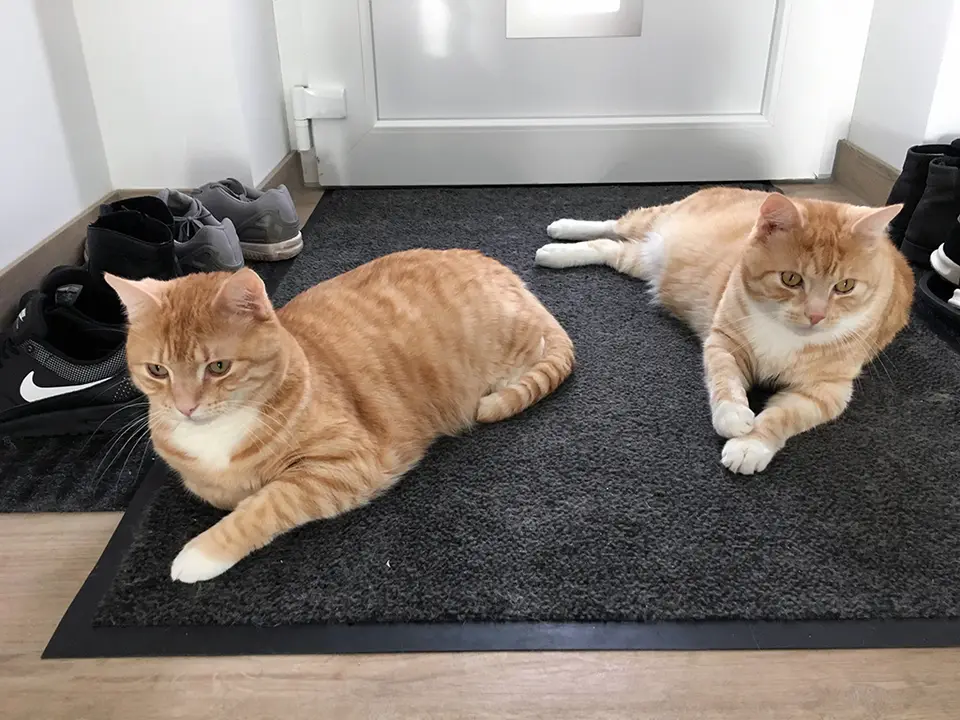 Bedeuten 2 Katzen auch den doppelten Aufwand?
