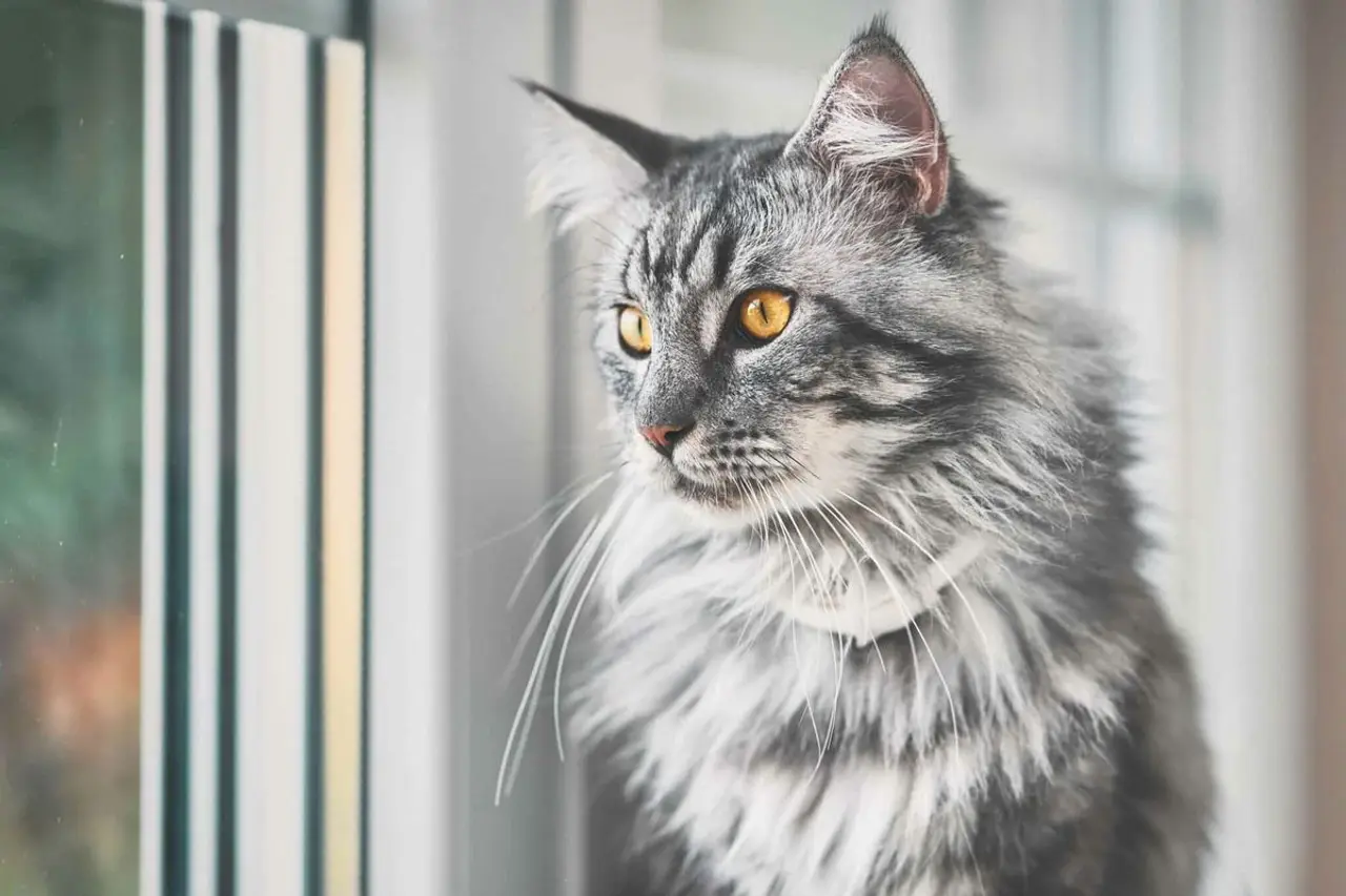 10 Verblüffende Fakten über Maine Coon Katzen: Ein umfassender Ratgeber für den sanften Riesen