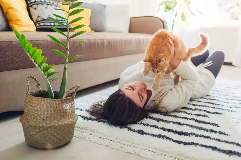 Malzpaste für Katzen hilft Haarballen zu verdauen