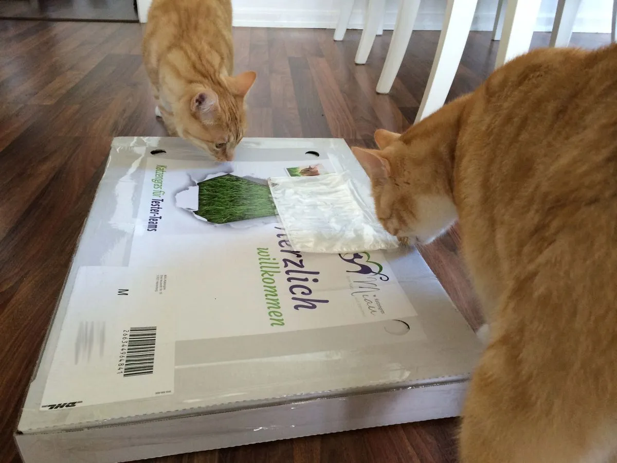 MIAU Katzengras im Karton