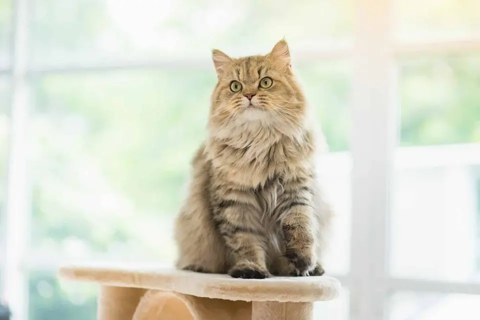 7 Geheimnisse für ein glückliches Leben mit einer Perserkatze – Entdecke die Welt der Eleganz und Anmut