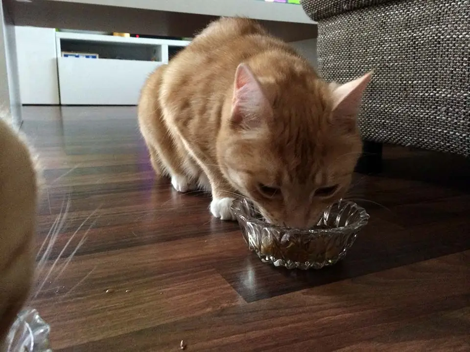 Purina One in unserem Katzenfutter Test