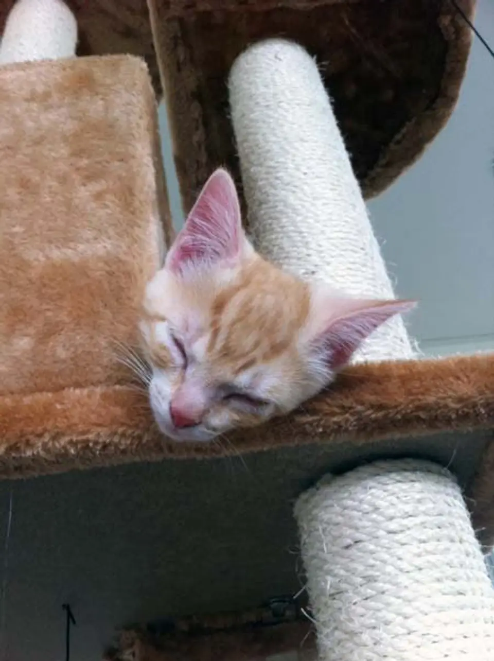 Wohnungskatzen impfen - Wogegen impfe ich Katzen?