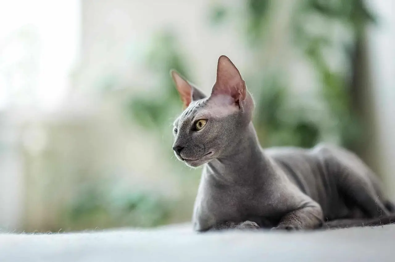 5 Dinge, die jeder über die Sphynx-Katze wissen sollte: Ein exklusiver Leitfaden für die haarlose Wunderkatze