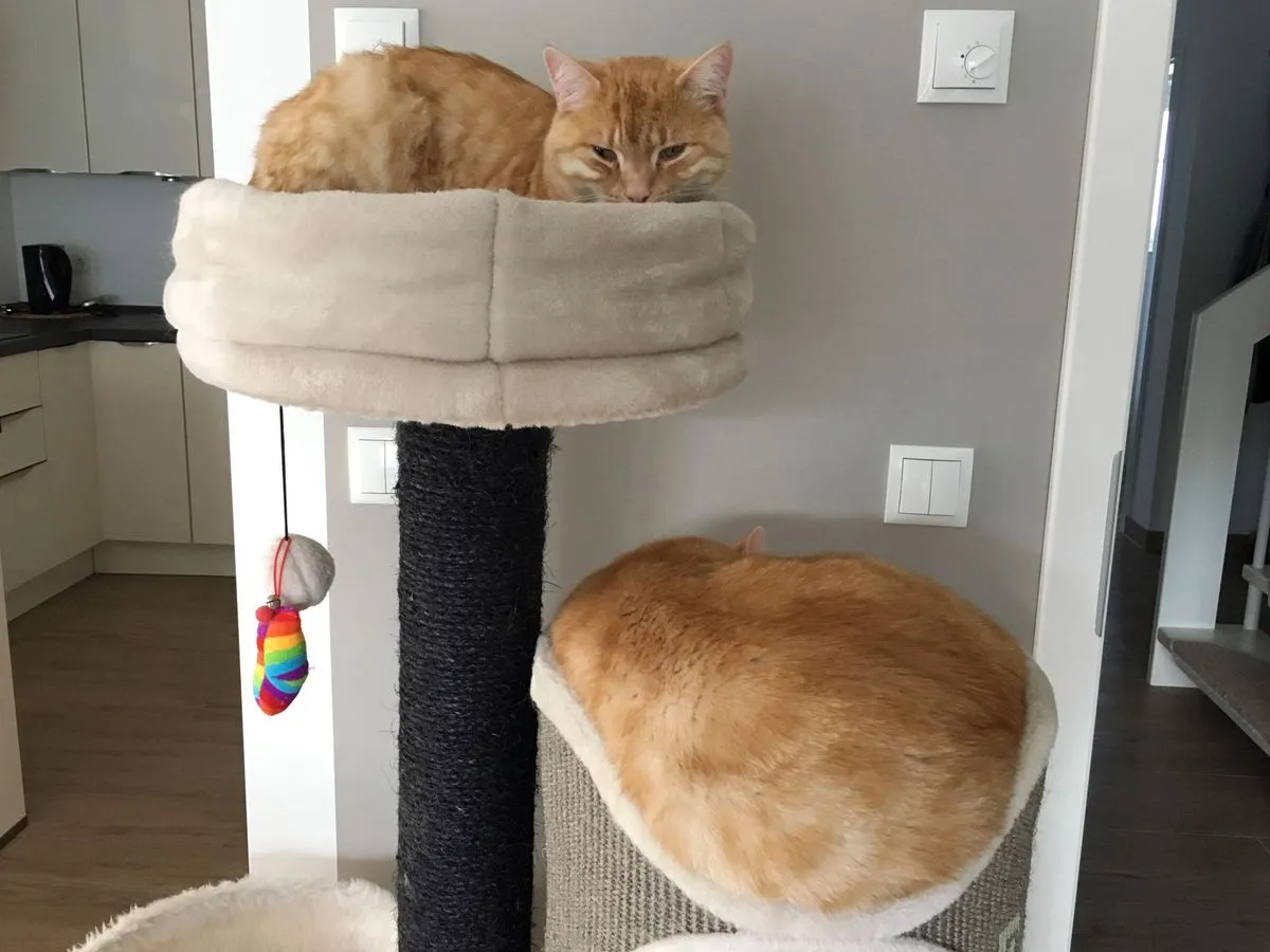 Fast immer ein Herz und eine Seele: Unsere zwei Katzen vertragen sich meistens