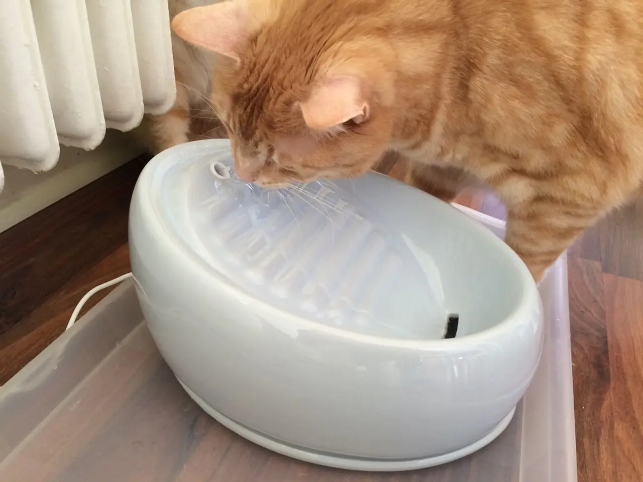 Katzen trinken wenig: 4 Tipps Katzen zum Trinken zu animieren