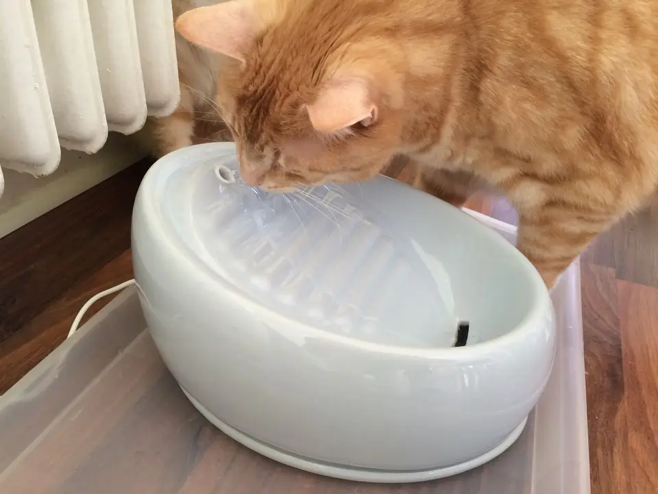 Katzen trinken wenig: 4 Tipps Katzen zum Trinken zu animieren