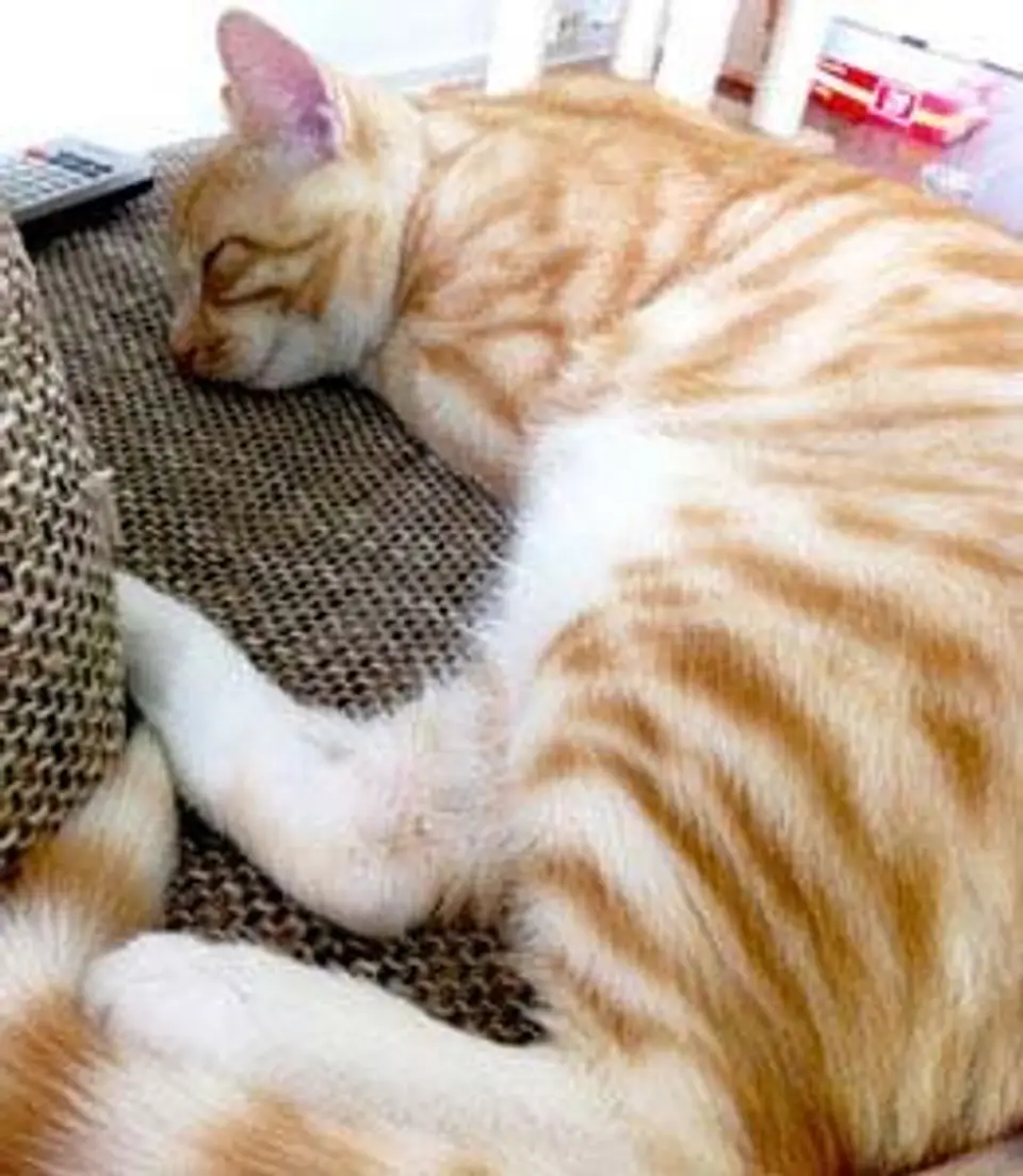 Katzen kastrieren - Vorteile und Notwendigkeit einer Kastration